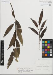 Foto von Salix fragilis L. x Salix pentandra L.